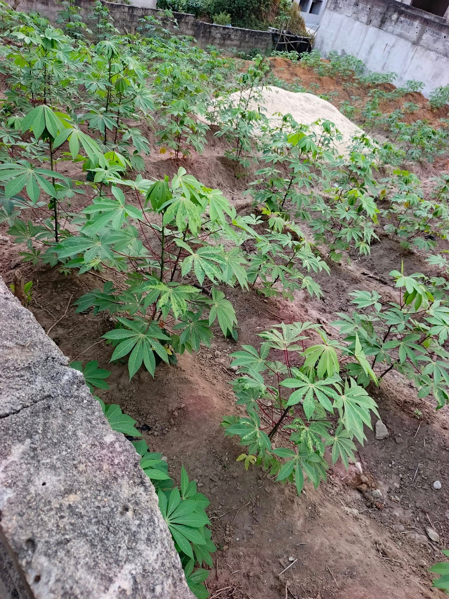 Terrain de 400 m² avec ACD – Cocody Angré Nouveau CHU
